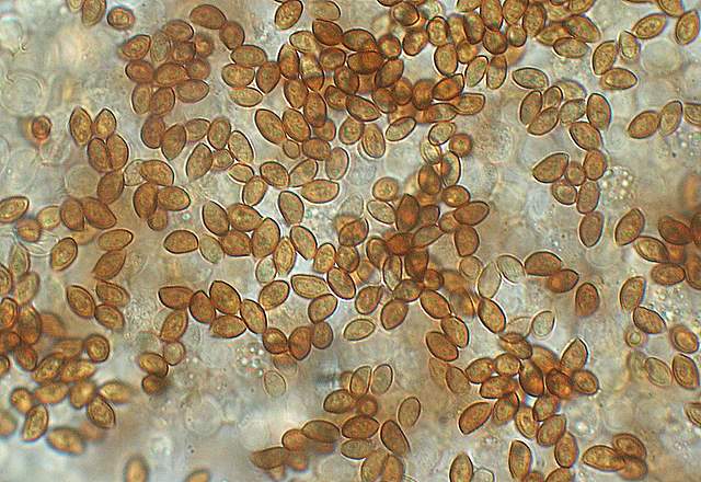 Conocybe horakii      Watling & G.M. Taylor